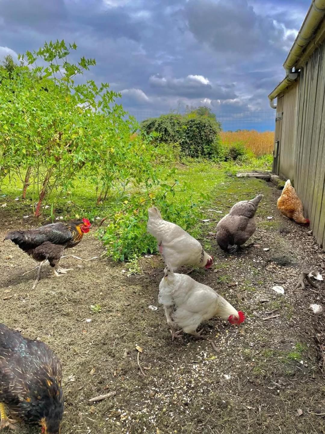 Gite Des Etourniaux La Poterie-Mathieu Экстерьер фото